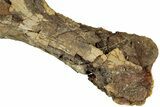 Sub-Adult Hadrosaur (Edmontosaurus) Left Humerus - Wyoming #232746-5